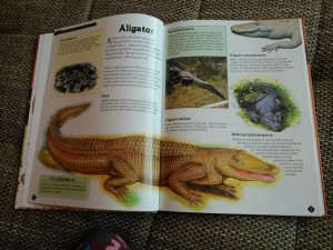 Encyklopedia zwierząt Wydawnictwo MD Monika Duda