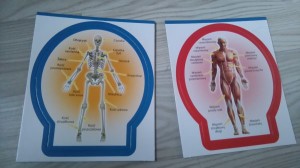 drugie karty anatomiczne Poznaj ciało człowieka Lisciani