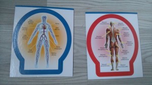 karty anatomiczne Poznaj ciało człowieka Lisciani