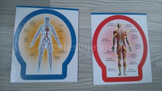 karty anatomiczne Poznaj ciało człowieka Lisciani