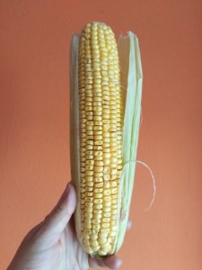 jak wygląda kukurydza